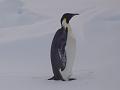 First close penguin siting of SIMBA 10